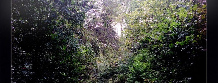 Naturschutzgebiet Waldpark is one of Mahmut Enes : понравившиеся места.