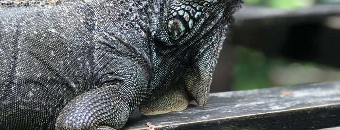 Green Iguana Conservation Project is one of Been there done that Belize.