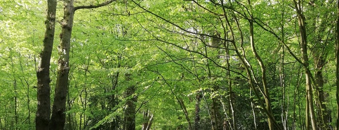 Highgate Wood is one of Axel's Saved Places.