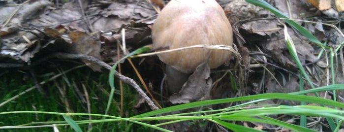 В лесу за грибами и ягодами is one of Отдых и развлечения.