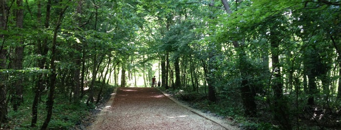 Belgrad Forest is one of Istanbul.