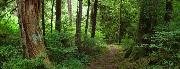 Bogachiel State Park is one of Washington state parks.