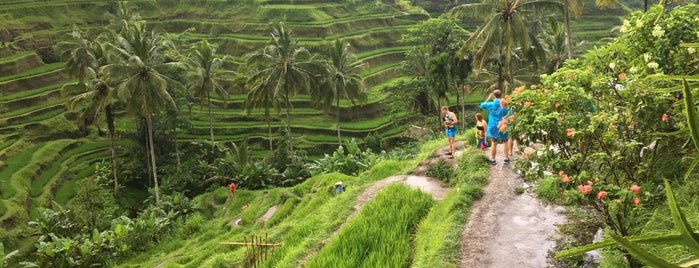 Tegallalang Rice Terraces is one of Bali Sights/Shopping 2016/2017.