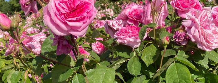 Rose Gardens is one of สถานที่ที่บันทึกไว้ของ M.