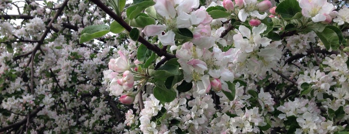 Яблоневый сад is one of Для съёмок.