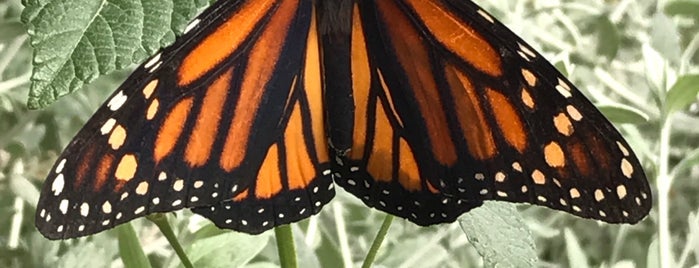 Butterfly Pavillion at Springs Preserve is one of Orte, die Alika gefallen.