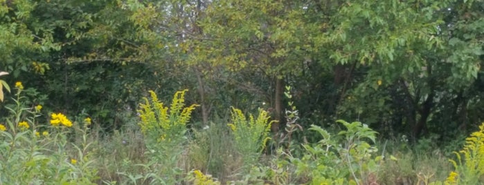 Hoosier Prairie Nature Preserve is one of Forest Preserves.