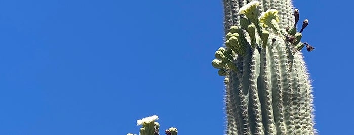 Saguaro National Park West is one of AZ.