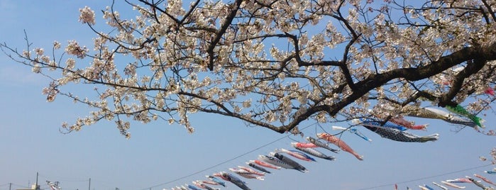 北上市立公園 展勝地 is one of Travel : Sakura Spot.