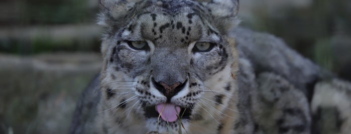 Snow Leopard is one of Posti che sono piaciuti a ぎゅ↪︎ん 🐾🦁.