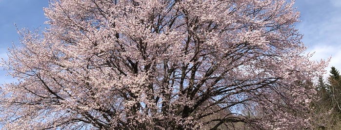 群馬県指定天然記念物 天王桜 is one of 群馬県.