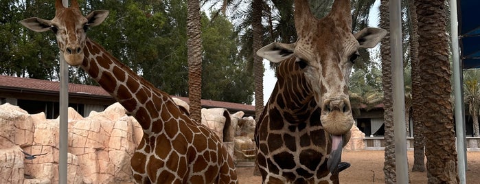 Emirates Park Zoo is one of Abu Dhabi to do‘s.