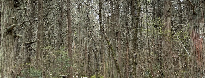 Atlantic White Cedar Swamp Trail is one of new england.