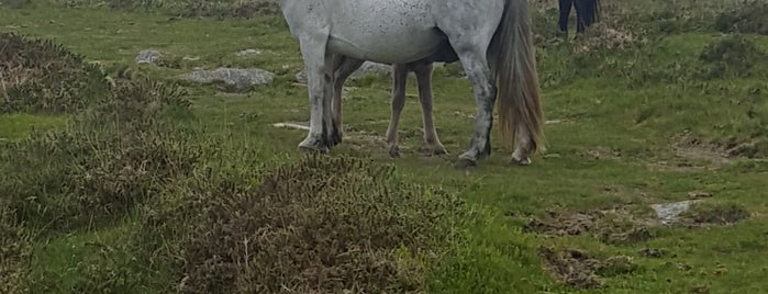 Dartmoor National Park is one of Bristol.