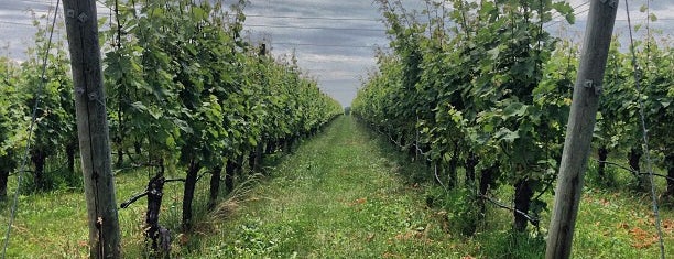 Rose Hill Vineyards is one of Lieux sauvegardés par Ben.