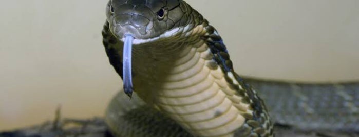 King Cobra Chiang Mai Show is one of Temp.
