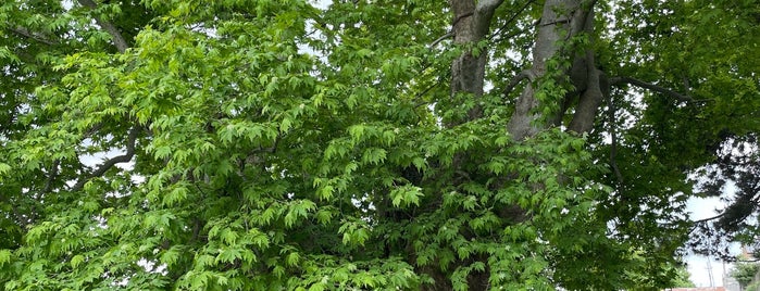 900 Year Old Plain Tree | 900 წლის ჭადარი is one of Грузия Места.
