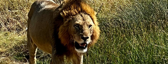Serengeti National Park is one of Geziyorum Dünya Işte.
