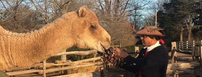 George Washington's Christmas Camel is one of Lugares favoritos de Peter.