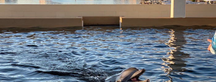 Dolphin Terrace is one of Justin'in Beğendiği Mekanlar.