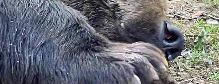 Rezervația de Urși / Libearty Bear Sanctuary is one of one-of-a-kind Romanian great outdoors.