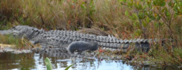 Merritt Island National Wildlife Refuge is one of Florida Dec 2014.
