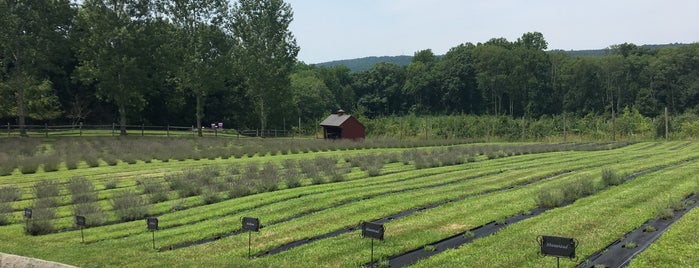 Orchard View Lavender Farm is one of New Jersey - 1.