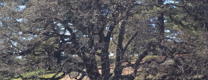 New York Botanical Garden is one of Persephone'nin Beğendiği Mekanlar.