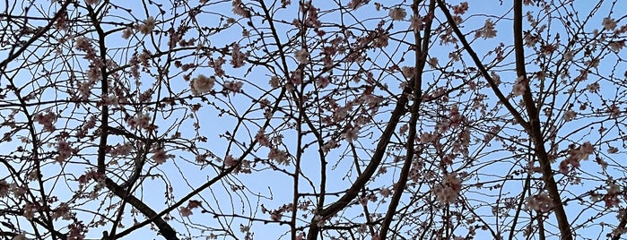 御池桜 is one of 京都府中京区2.