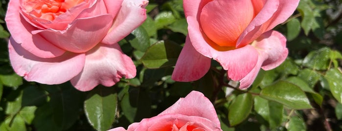 Peggy Rockefeller Rose Garden is one of amerika2.