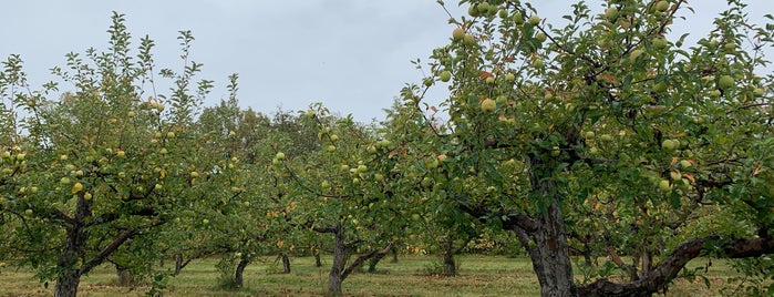 Applevale Orchards is one of Places to go.
