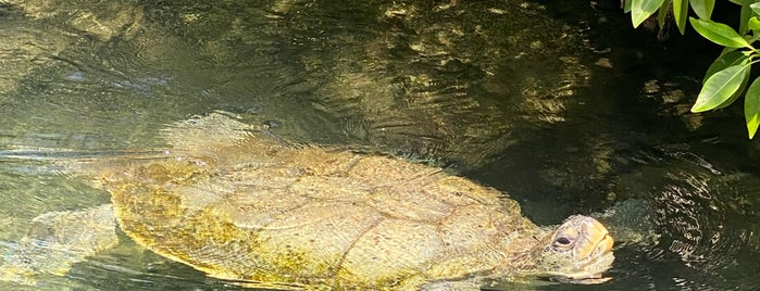 Tortugas is one of Pasaporte Xcaret.