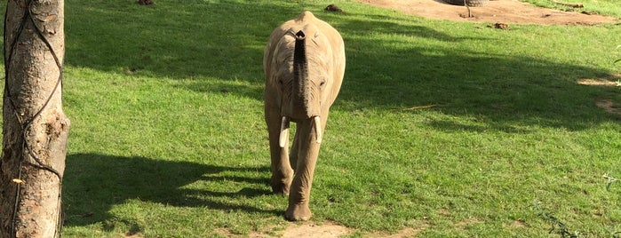 Elefantengehege is one of Top picks for Zoos or Aquariums.