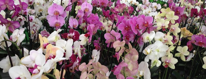 Епіцентр is one of покупка орхидей.