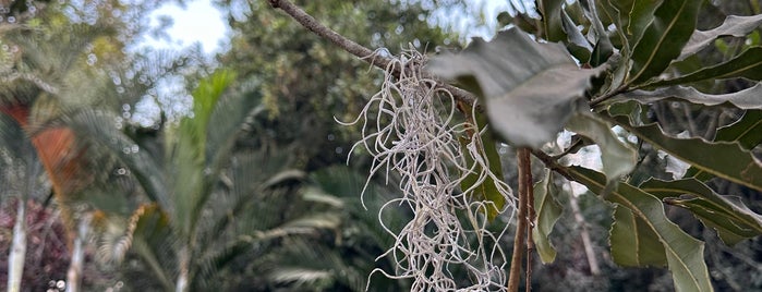 Valhalla Plantación Orgánica de Macadamia is one of Antigua.
