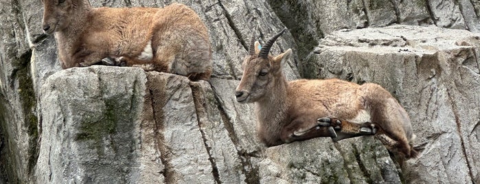 Wildpark Peter und Paul is one of St Gal.