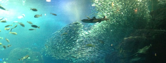 Enoshima Aquarium is one of 水族館（らしきものも含む）.