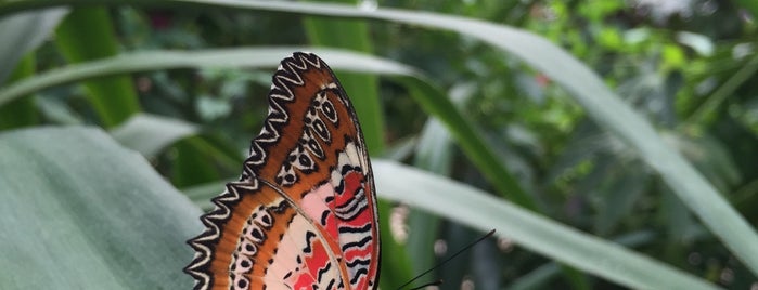 Wye Valley Butterfly Zoo is one of Wye tipi camping.