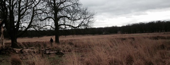 Richmond Park is one of best parks in London.