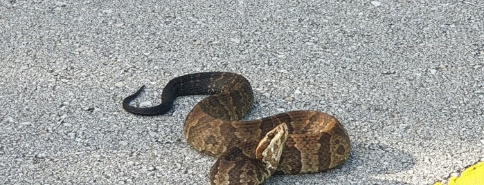 Everglades Snake Bite Trail is one of Miami & Key West.