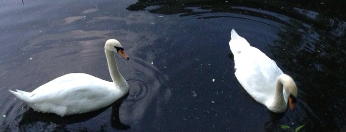 Swan Lake is one of mine.