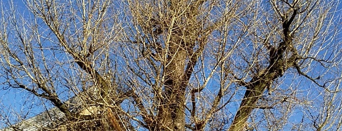 Eihoji Gingko Tree is one of VisitSpotL+ Ver8.