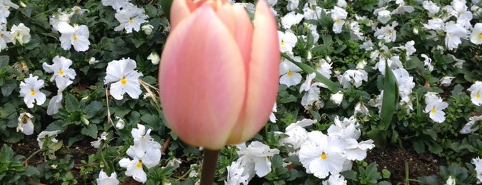 Queen Wilhelmina Tulip Garden is one of Golden Gate Park Spots.