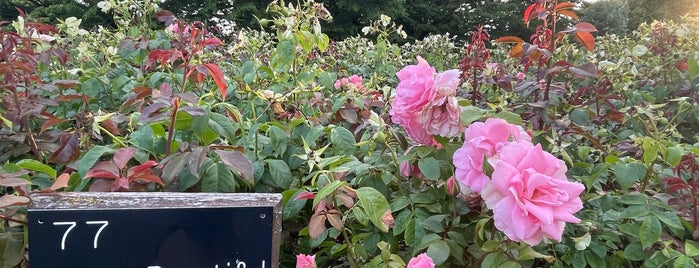Rose Garden is one of Green Space, Parks, Squares, Rivers & Lakes (One).