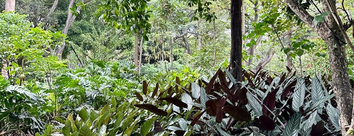 Jardín Botánico Joaquín Antonio Uribe is one of Medellin - Colombia.