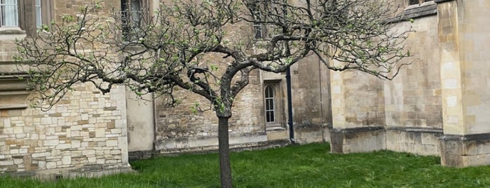 Newton's Apple Tree is one of Business trip to Cambridge, tips.