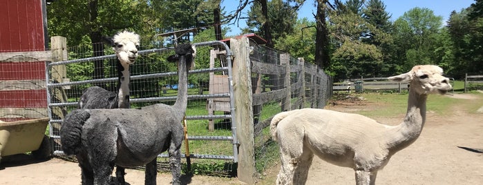 Harvard Alpaca Farm is one of Lieux qui ont plu à Rachel.