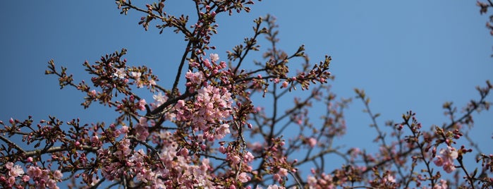 Chenshan Botanical Garden is one of This is Shanghai.