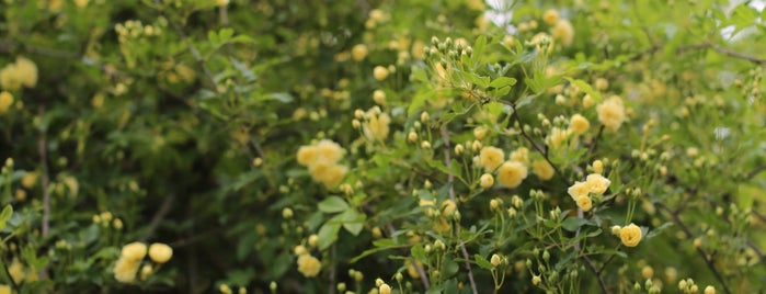 Shanghai Botanical Garden is one of Been Before （Shanghai）.