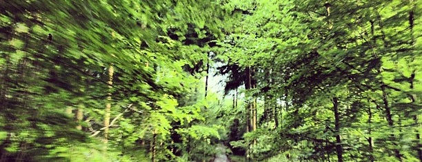 Forêt de Soignes is one of Belgium Todo List.